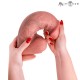 MR INTENSE EXTRABIG SPENCER DILDO SILICONA 28 CM a 73 CM